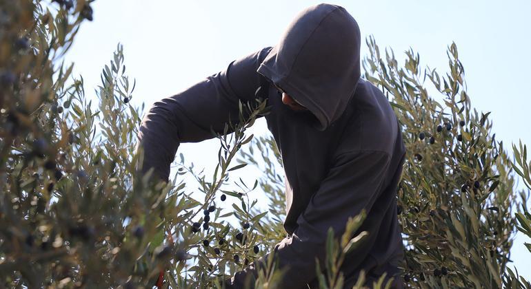 $!Los ataques contra la cosecha de aceitunas aumenta en Cisjordania como parte de una ofensiva anexionista