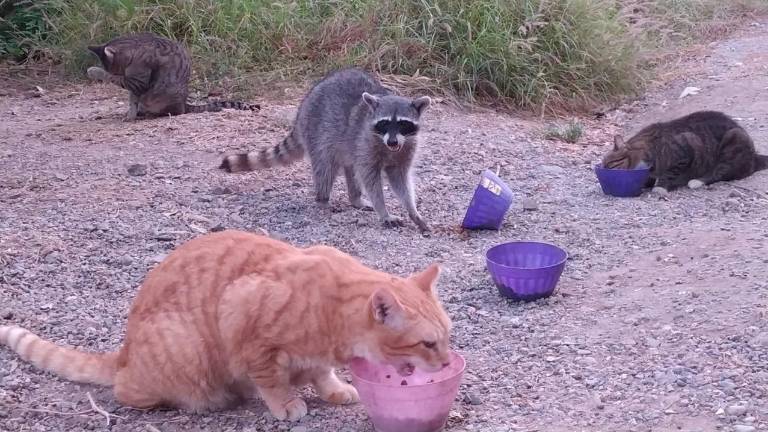 Este año no se han atendido ataques o mordeduras ni de perros ni de mapaches.