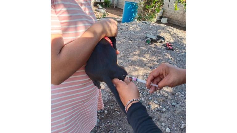 Campaña de vacunación contra la rabia en perros y gatos en Escuinapa y Rosario.