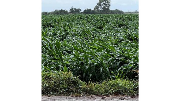 A pesar de que se cuenta con seguros agrícolas, productores de Sinaloa enfrentan pérdidas económicas, advierten.