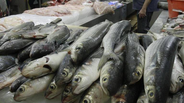 En pescado que se vende en Mazatlán se ha encontrado microplásticos en las vísceras.