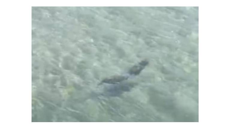 Una nutria captada en el Río Piaxtla, en San Ignacio.