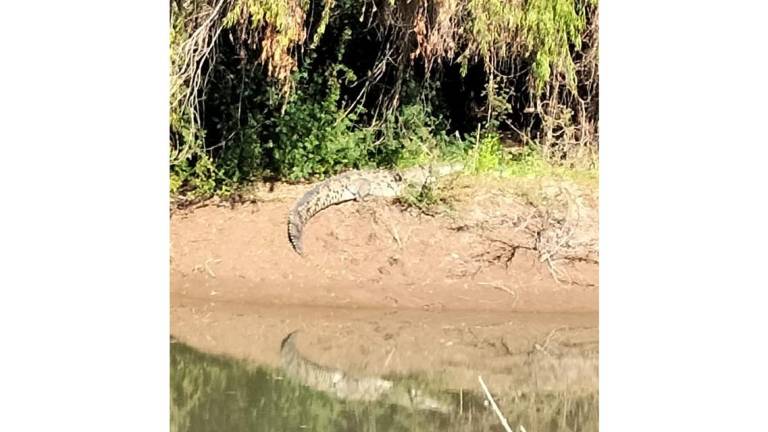 En Guasave, en el río Sinaloa, fue avistado un cocodrilo y llaman a la población a no introducirse en la zona.