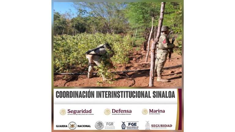 Operativo de parte del Ejército tras detectar y destruir dos plantíos de mariguana cerca de Culiacán.