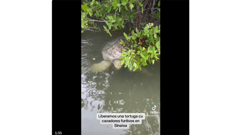 Una de las tortugas encontradas entre los manglares de Altata, la cual estaba atada con un alambre.
