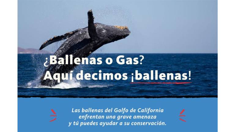 Campaña para defender el ecosistema de las ballenas en el Golfo de California y contra proyectos de gas.