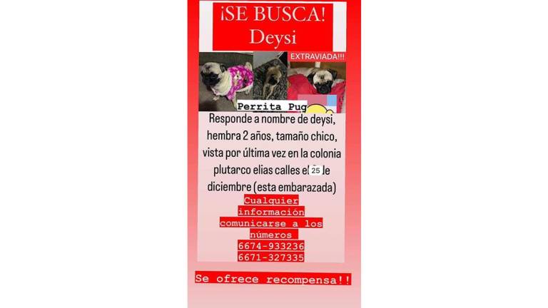 ¿Los has visto? Decenas de perros perdidos deja la Navidad en Culiacán