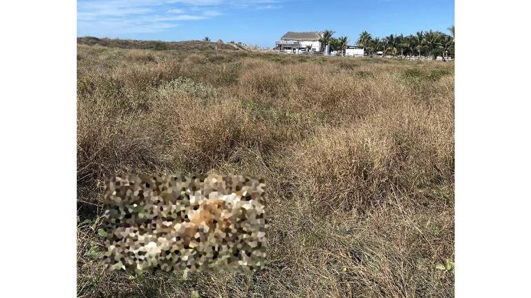 En las playas de El Maviri fueron encontrados perros y gatos envenados.