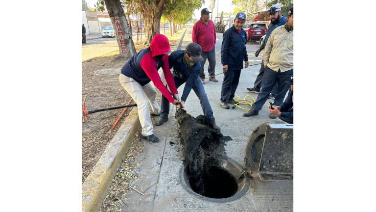 Extracción de la raíz de un árbol que estaba incrustada en las tuberías de la red de drenaje en Los Mochis.
