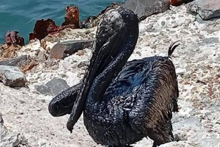 Tabasco denuncia derrame de Pemex en Dos Bocas; fue de 300 barriles, confirma Sheinbaum