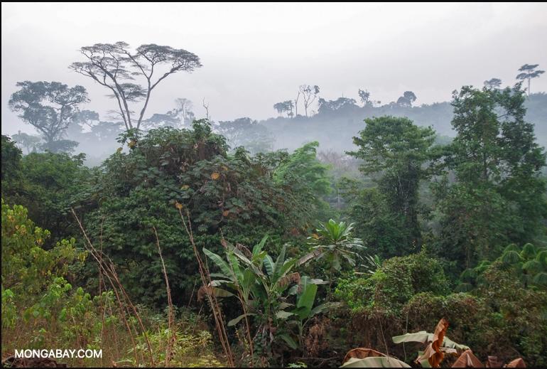 $!Los científicos piden solucionar las crisis del clima y de la biodiversidad a la vez