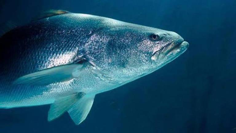 Con el plan se busca prevenir la pesca y comercio ilegal de totoaba, además de proteger otras especies.