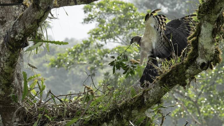 Hembra de águila crestada (Morphnus guianensis) llegando a su nido con una rama mientras es monitoreada a través de dos cámaras trampa previamente instaladas.