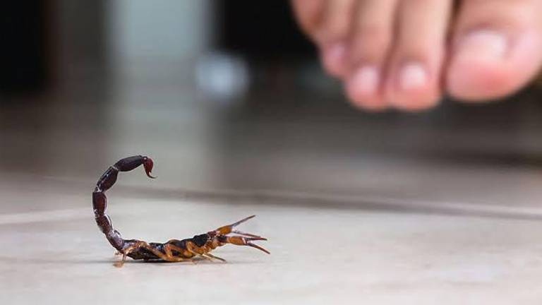 Autoridades de Salud recomiendan mantener patios limpios y evitar remedios caseros ante picaduras o mordeduras de animales ponzoñosos.