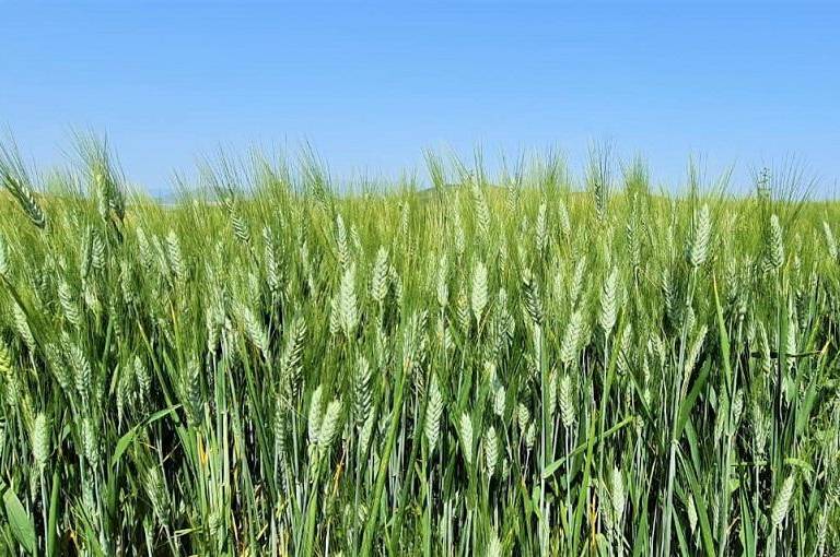 Economía exenta aranceles a cereales y fertilizantes de importación para enfrentar cuesta de enero