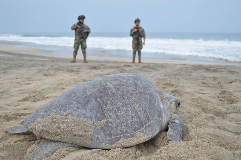 Más de 328 mil tortugas golfinas desovan en el Santuario de Playa Escobilla, en Oaxaca