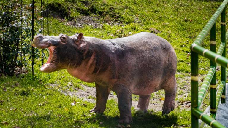 El hipopótamo es el tercer animal terrestre más grande. Es una especie invasora que no tiene depredadores en Colombia.
