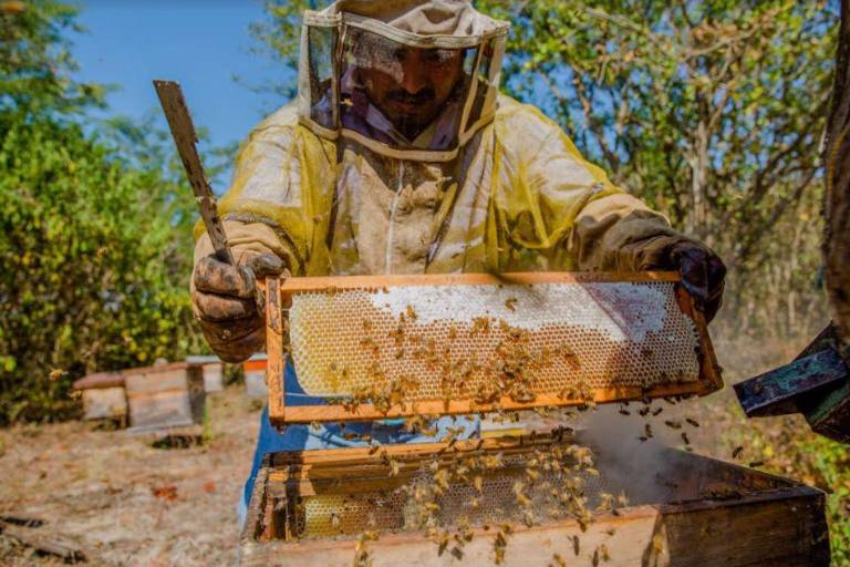 Es México quinto lugar como exportador de miel