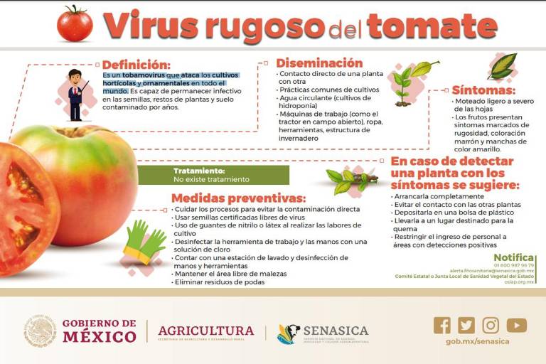 Trabajan para proteger de tobamovirus a la producción de jitomate y chile
