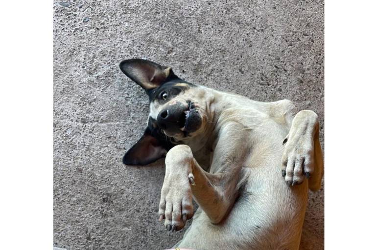 ‘Bobby’ solo ladró desde su casa en Culiacán; lo atacaron con un machete y murió horas después