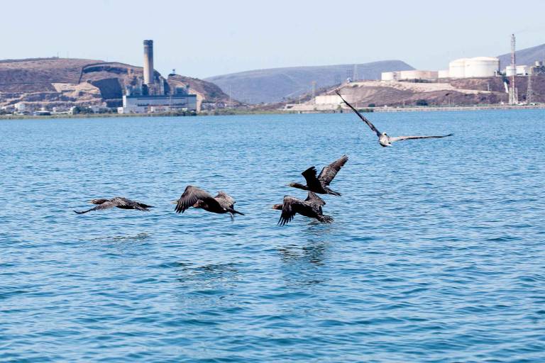 El gigante de amoniaco que se levantará sobre el ecosistema protegido