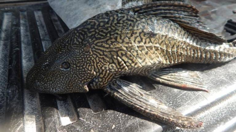 Hay sitios en México en donde han desaparecido las especies nativas y prácticamente ya todo es pez diablo: Juan Jacobo Schmitter