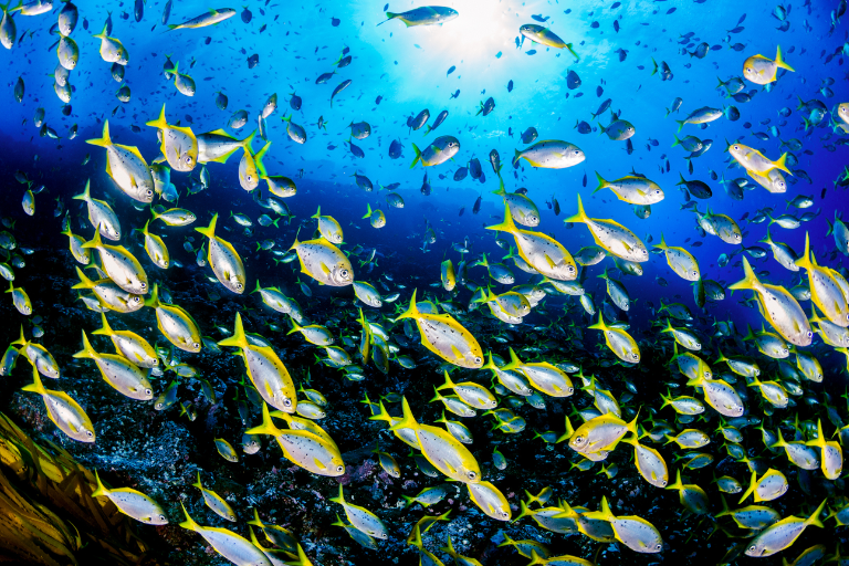 Solo el 2.8 % de los océanos del planeta está protegido de manera efectiva: COP16