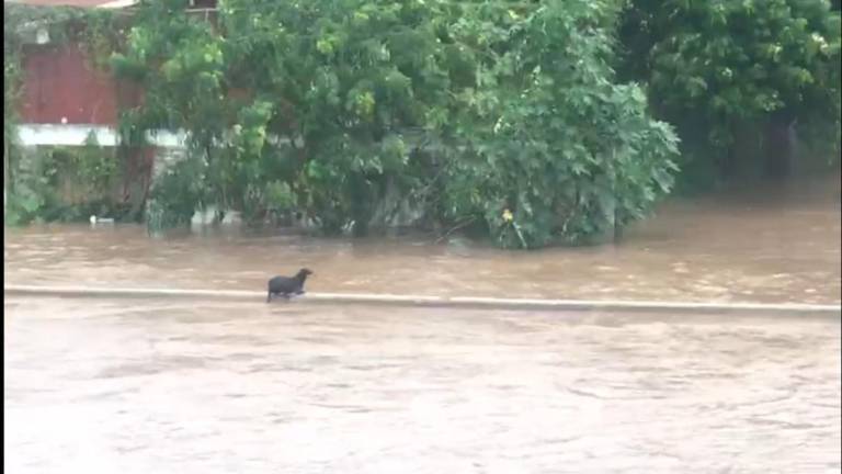 Corriente de arroyo en Mazatlán arrastra a perrito, pero lucha y logra salir vivo; su batalla queda grabada en un video