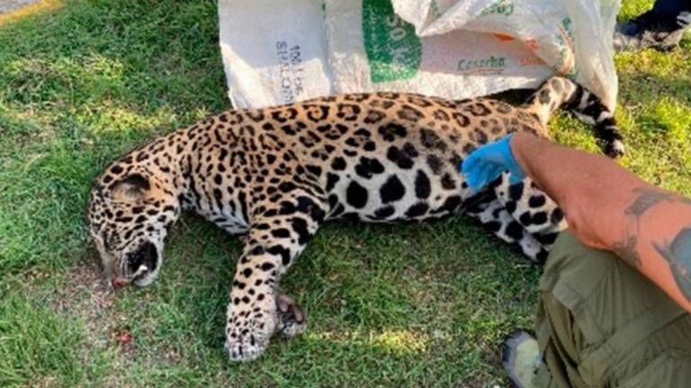 La carretera federal 307 en Quintana Roo se ha convertido en la más peligrosa para los jaguares, señala el Jaguar Wildlife Center.