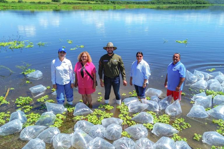Siembran un millón de alevines en la presa El Salto, en Elota