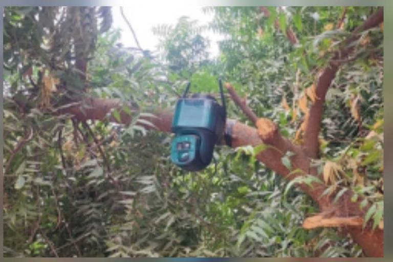 Retiran cámara con panel solar instalada en árbol del poblado El Bledal, en Navolato