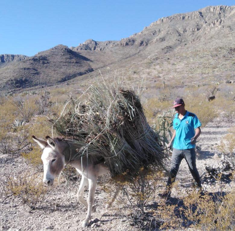 $!La candelilla es una planta endémica de México que crece en las zonas áridas del país y con la cual se produce cera natural.
