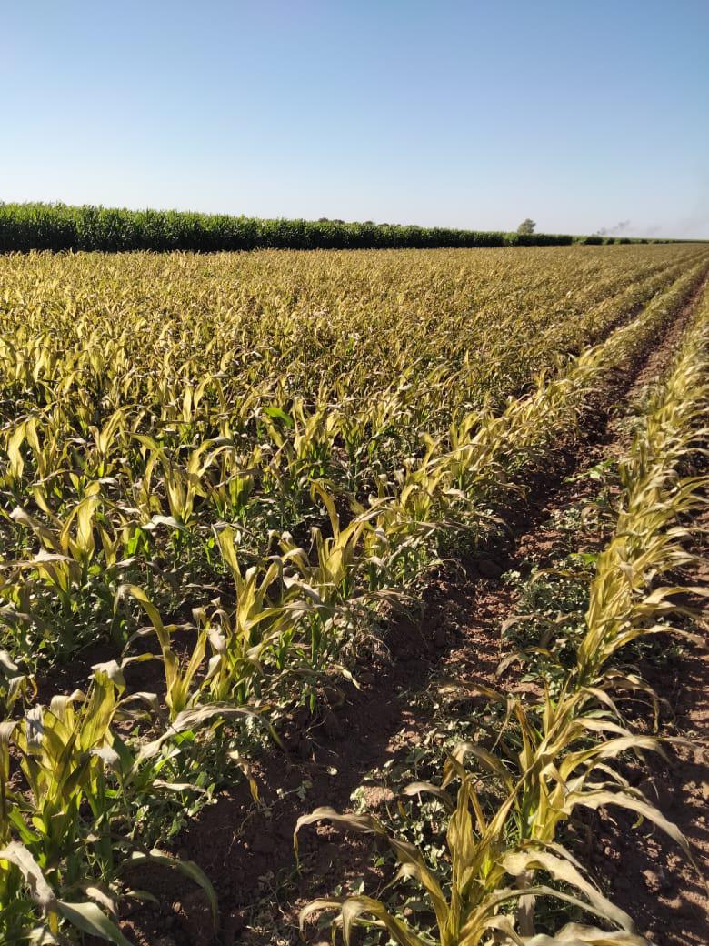$!En Guasave reportan más de 500 hectáreas de maíz y 50 de sorgo con daños por bajas temperaturas