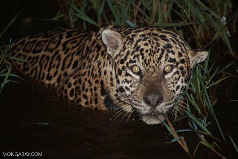 $!Un jaguar emerge del agua en el Pantanal, el humedal más grande del mundo que abarca el extremo occidental de Brasil y zonas aledañas de Paraguay y Bolivia.