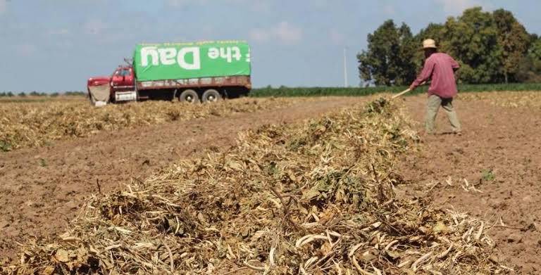 Más del 53% de los cultivos de frijol se dañaron por heladas en el Valle del Carrizo: Agricultura
