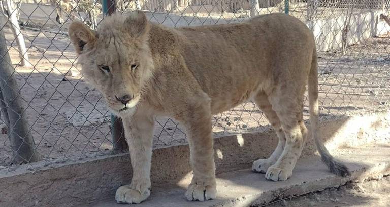 Los felinos rescatados fueron enviados al Santuario Ostok bajo depositaria y custodia de la Profepa y de la FGR.