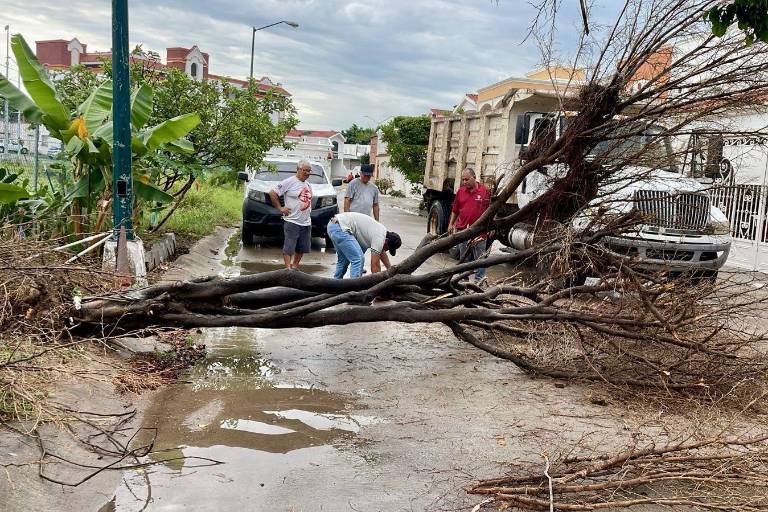Levantan árboles caídos y realizan trabajos de limpieza tras lluvias en Mazatlán