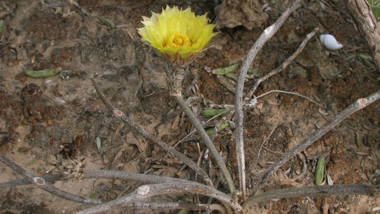 Hace dos décadas, un biólogo de la CFE descubrió una nueva especie de cactus en Nuevo León