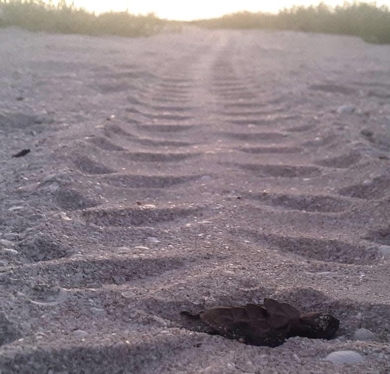 $!El trabajo que realizan es a favor de las tortugas marinas.