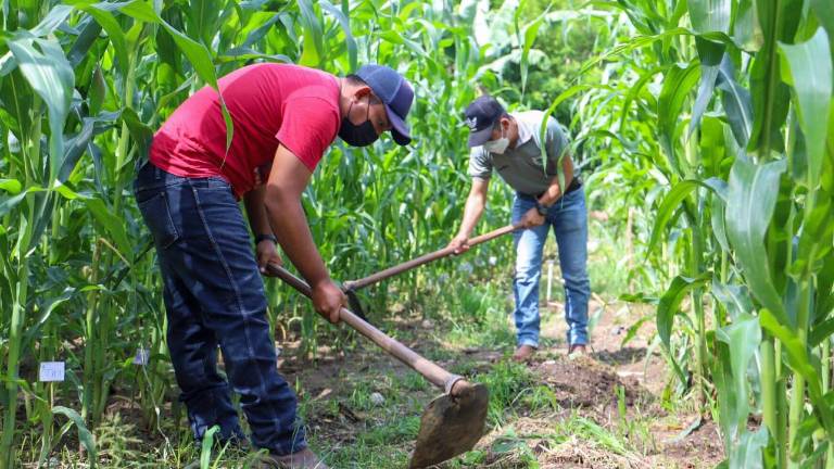 El Corredor Seco de Centroamérica es de las regiones más vulnerables a la desertificación y la sequía.