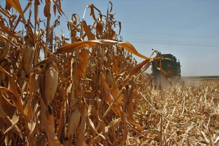 Retrocede precio del maíz en la Bolsa de Chicago
