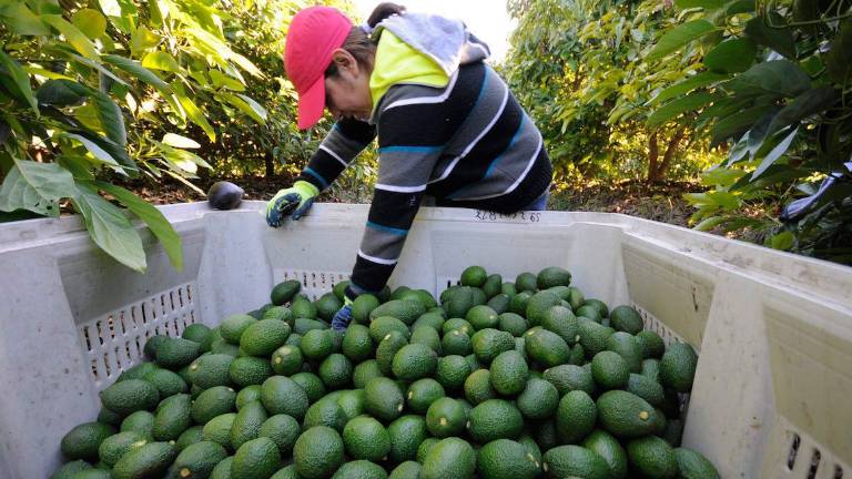 México busca restablecer la certificación de aguacates para exportación.