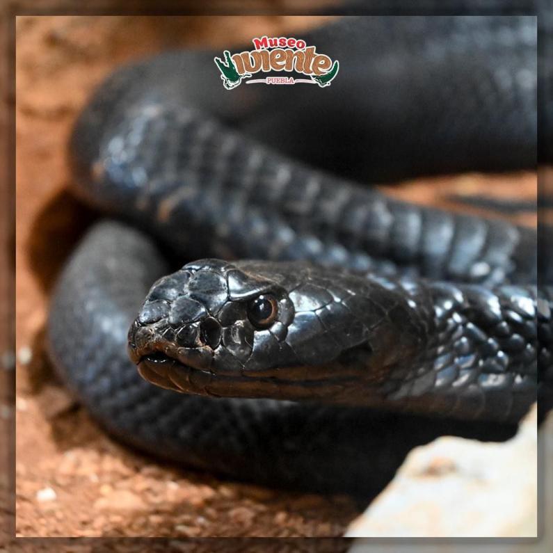 $!Invita el Zoológico de Culiacán a admirar a los reptiles más venenosos del mundo