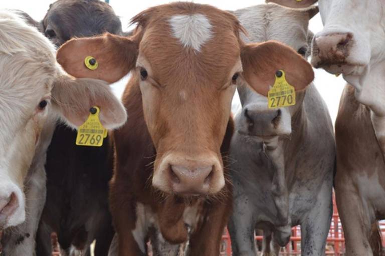Sheinbaum se reúne con secretaria de Agricultura de EU, por tema de gusano barrenador
