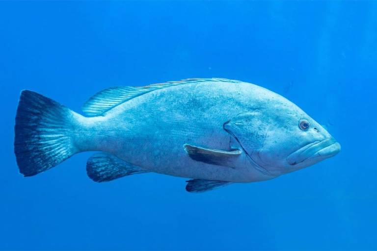 Reproducirán mero gigante del Pacífico para repoblar al sector acuícola del país