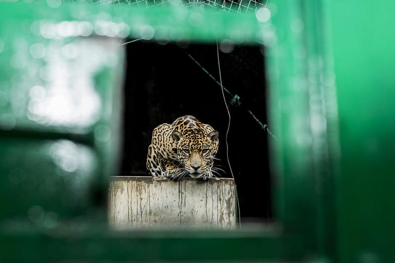 $!Un jaguar rescatado del tráfico en Perú.