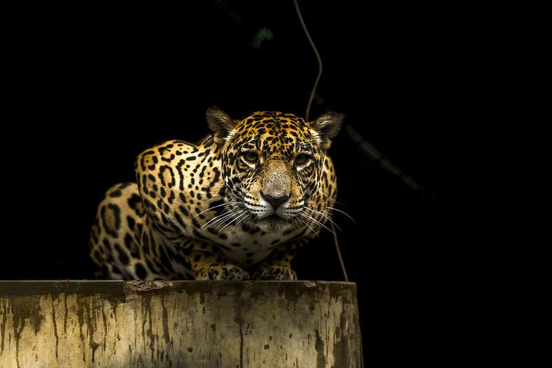 $!En Perú está en camino el Plan Nacional para la Conservación del Jaguar.