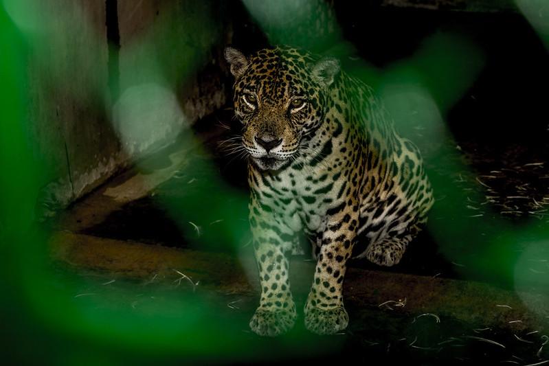 $!Perú tiene la segunda población de jaguar más grande de Latinoamérica.