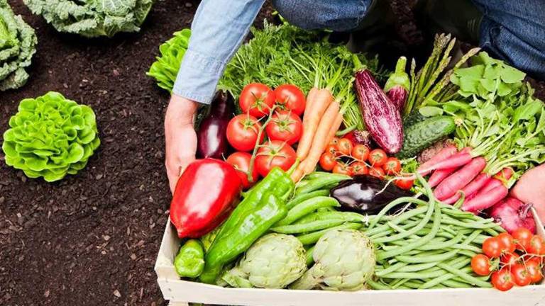 El movimiento hizo llegar una carta a Claudia Sheinbaum Pardo, Xóchitl Gálvez Ruiz y Jorge Álvarez Máynez.