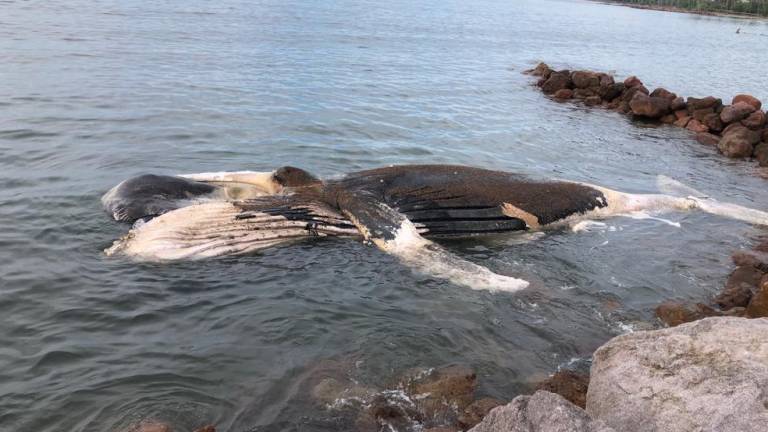 Localizan ballena muerta en playa de Teacapán